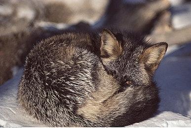 《纪元：变异》现已上线 Steam综合评价“特别好评”